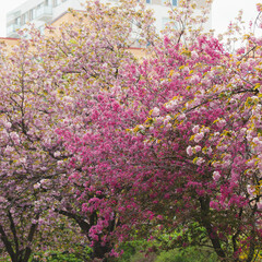 Blooming pink Malus floribunda or Japanese flowering crab apple tree and sakura cherry blossom in spring blooming park. Soft selective focus