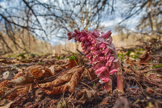 Blooming Lathraea (toothwort) in spring forest. Poisonous parasitic plant in the natural environment