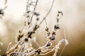 Frozen plants in the fall. The first frost on dry meadow plants.
