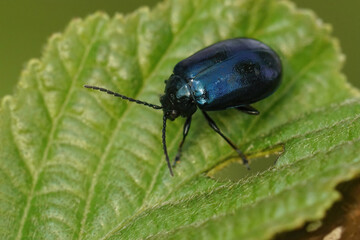 Closeup on the blue metallic alder leaf beetle, Agelastica alni sitting on it's host plant, Alnus glutinosa