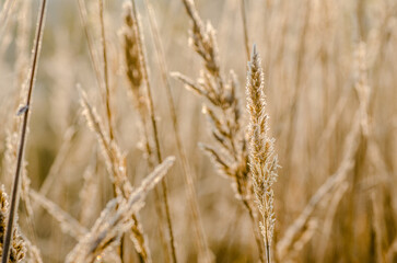 Frozen plants in the fall. The first frost on dry meadow plants.