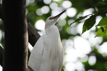 枝の上のコサギ Little egret on a branch