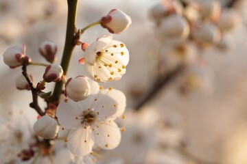 Spring flowers on a blooming cherry tree during sunrise - 499100636