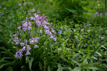 Pink Hyacinth in springtime in nature. Blue flowers.