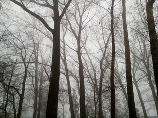 City Park. Trees in the fog. Beautiful interlacing of branches against a gray sky. Photo wallpaper. Horizontal photography.