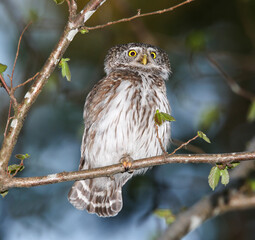 Pygmy owl often lives in forests around large cities, but it is not easy to see it