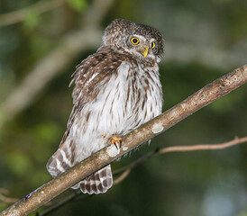 Pygmy owl often lives in forests around large cities, but it is not easy to see it
