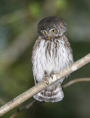 Pygmy owl often lives in forests around large cities, but it is not easy to see it