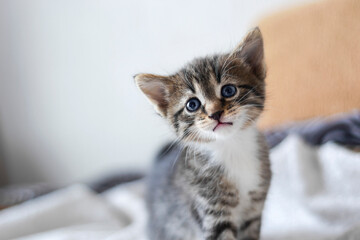 A sad five-week-old kitten on a defocused background. Shallow depth of field
