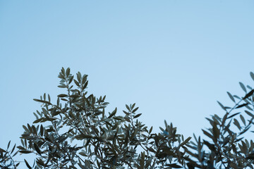 Olive branches against blue sky