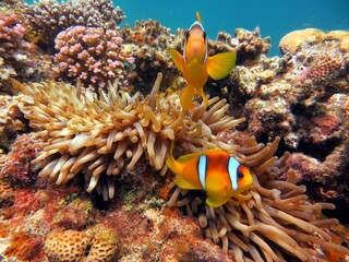 beautiful clown fish of the red sea