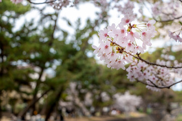 春の公園に咲くピンク色の桜
