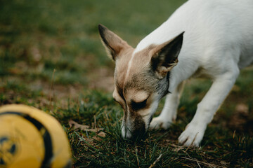 Jack Russell Terrier Little happy dog ​​playing with a pet ball on the lawn