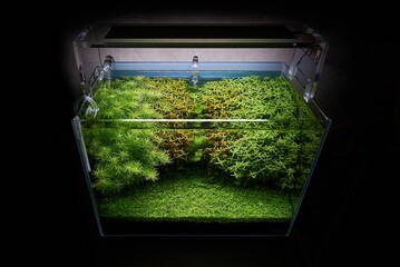 Aquascape with rotalas and montecarlo plant carpet in the dark room. CO2 glass diffuser and lily pipes inside. Led lighting above. - obrazy, fototapety, plakaty