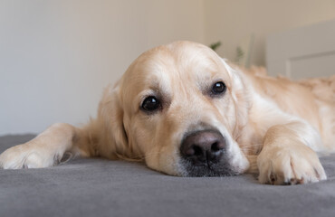 A bored dog lies on the bed. A golden retriever is sad in the bedroom on a gray plaid. The concept of pet friendliness and caring.