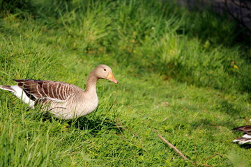 Montivilliers , France , Normandie  
