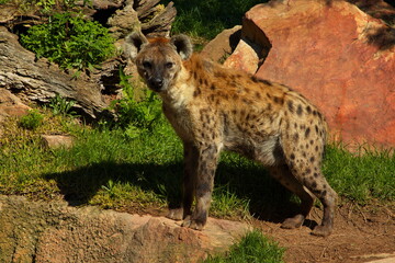 Spotted hyena in Bioparc Valencia,Province Valencia,Spain,Europe
