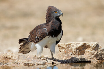 A black-breasted snake eagle (Circaetus gallicus) at a waterhole, Kalahari desert, South Africa.