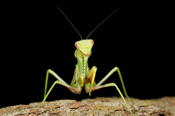 Common green mantis (Sphodromantis gastrica) on a branch, South Africa.