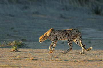 A cheetah (Acinonyx jubatus) stalking in natural habitat, Kalahari desert, South Africa.