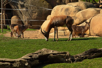Water antelopes in Bioparc Valencia,Province Valencia,Spain,Europe
