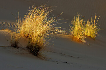 Grasses on a textured desert sand dune in late afternoon light, South Africa.