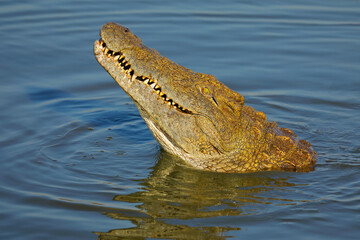 Portrait of a large Nile crocodile (Crocodylus niloticus) in water, Kruger National Park, South...