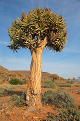 Arid landscape with a quiver tree (Aloe dichotoma), Northern Cape, South Africa .
