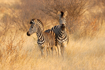 Zwei Steppenzebras (Equus burchelli) im natürlichen Lebensraum, Südafrika.