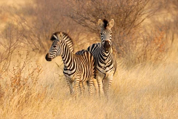 Abwaschbare Fototapete Zebra Zwei Steppenzebras (Equus burchelli) im natürlichen Lebensraum, Südafrika.