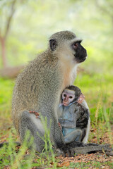 Vervet monkey (Cercopithecus aethiops) with suckling baby, Kruger National Park, South Africa.