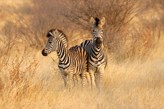 Fototapeta Two plains zebras (Equus burchelli) in natural habitat, South Africa.