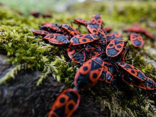 Pyrrhocoris apterus in spring