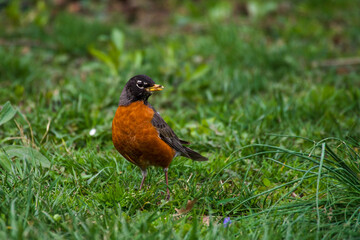 close up portrait of American Robin (Turdus migratorius) sitting on the ground on green grass in the park
