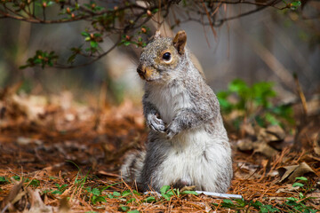 close up of alert Eastern Gray Squirrel (Sciurus carolinensis) standing on the ground in the forest in Central Park Manhattan. Shallow Depth of field