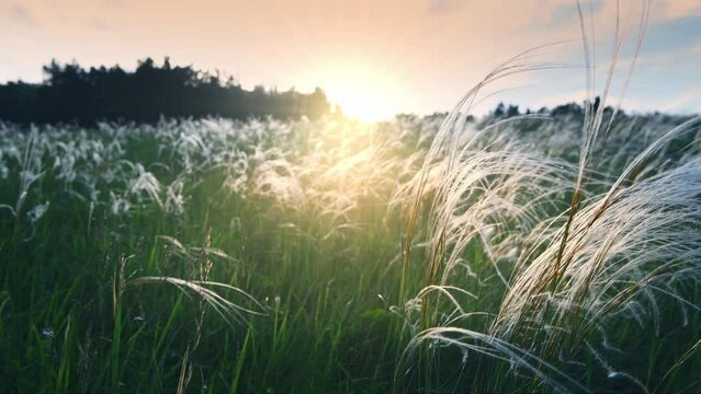 Wild feather grass in the field at sunset. Plants swaying in the wind. Selective focus. Green grass with white fluffy feather. Beautiful summer nature background. 
