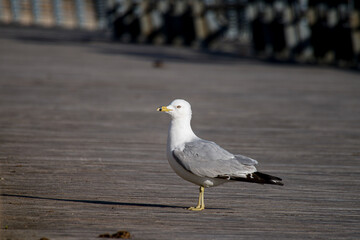 ring-billed gull (Larus delawarensis) sitting on a board walk on Staten Island 