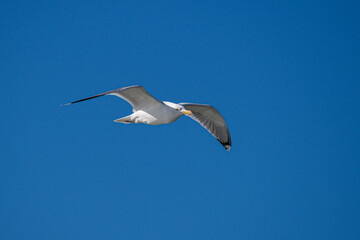 sea-gull in flight against clear blue sky