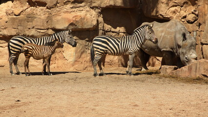 Fototapeta na wymiar Grant's zebras and Southern White Rhino in Bioparc Valencia,Province Valencia,Spain,Europe 