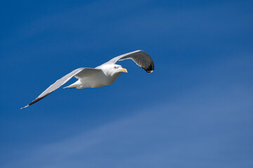 sea-gull in flight against clear blue sky
