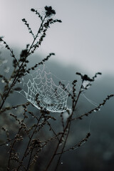 Drops of dew on the beautiful cobweb in a field