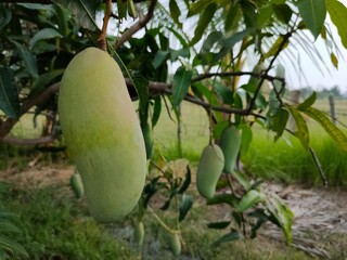 mango on tree