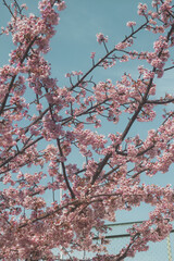 桜と青空【旧中津川】