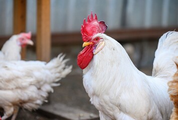 A large rooster with a red crest on its head and white plumage walks among other hens in the farm yard. Summer day, blurred background.