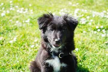 Fototapeta premium Portrait d'un choit noir trop mignon assis qui sourit