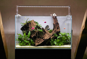 Freshwater aquascape aquarium with live plants, big root and colourful fish swimming in crystal...