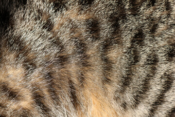 close up of cat fur texture