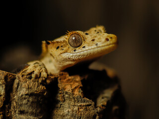 bearded dragon lizard