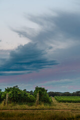 Fototapeta na wymiar vineyard and clouds