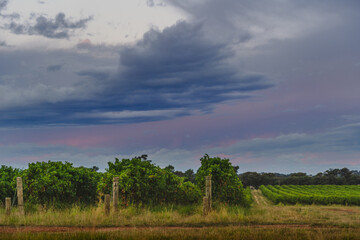 Fototapeta premium vines and clouds